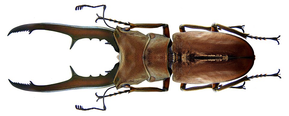 Photo of Metallic stag beetle