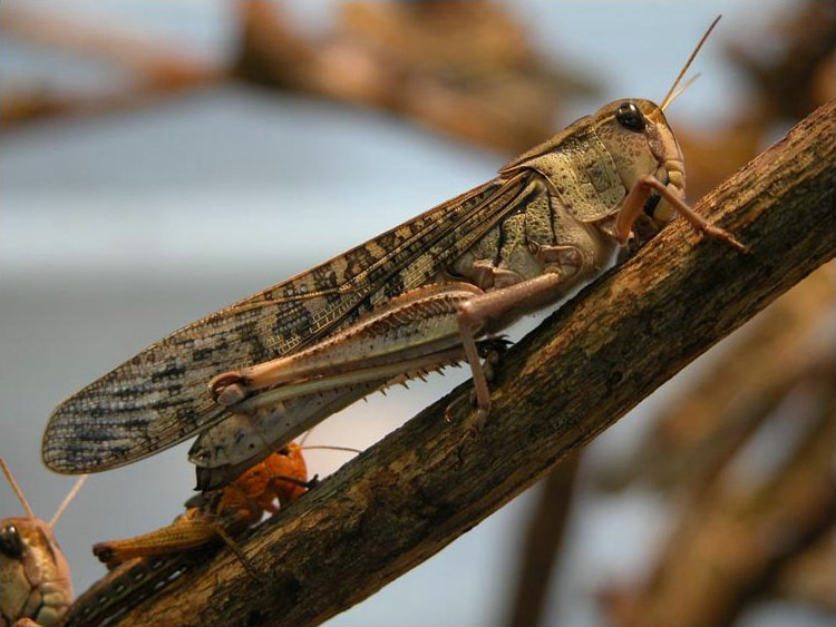 Photo of Migratory locust