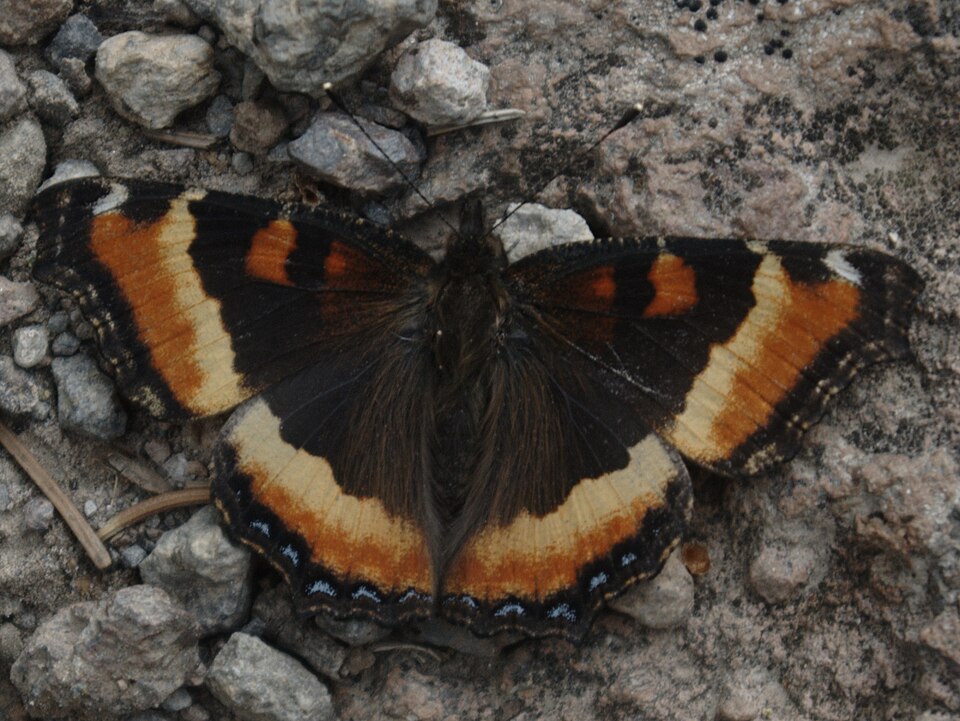 Photo of Milbert's tortoiseshell