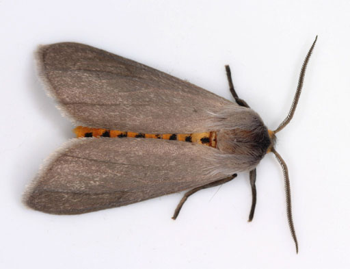 Photo of Milkweed tussock moth