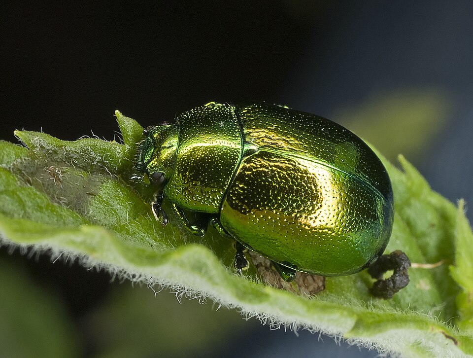 Photo of Mint leaf beetle