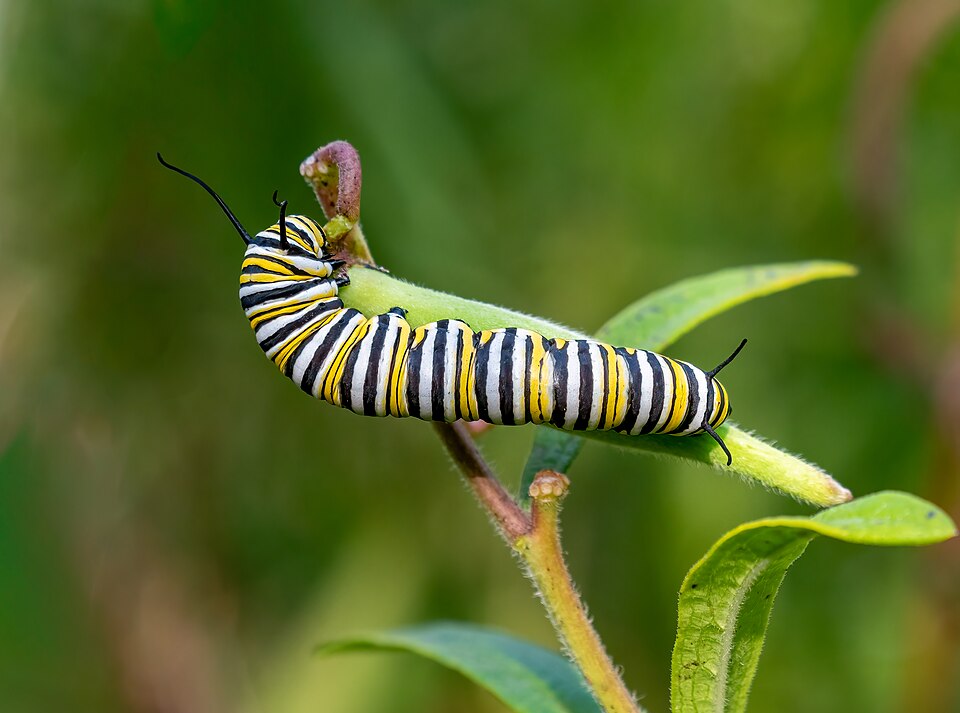 Photo of Monarhliblikas
