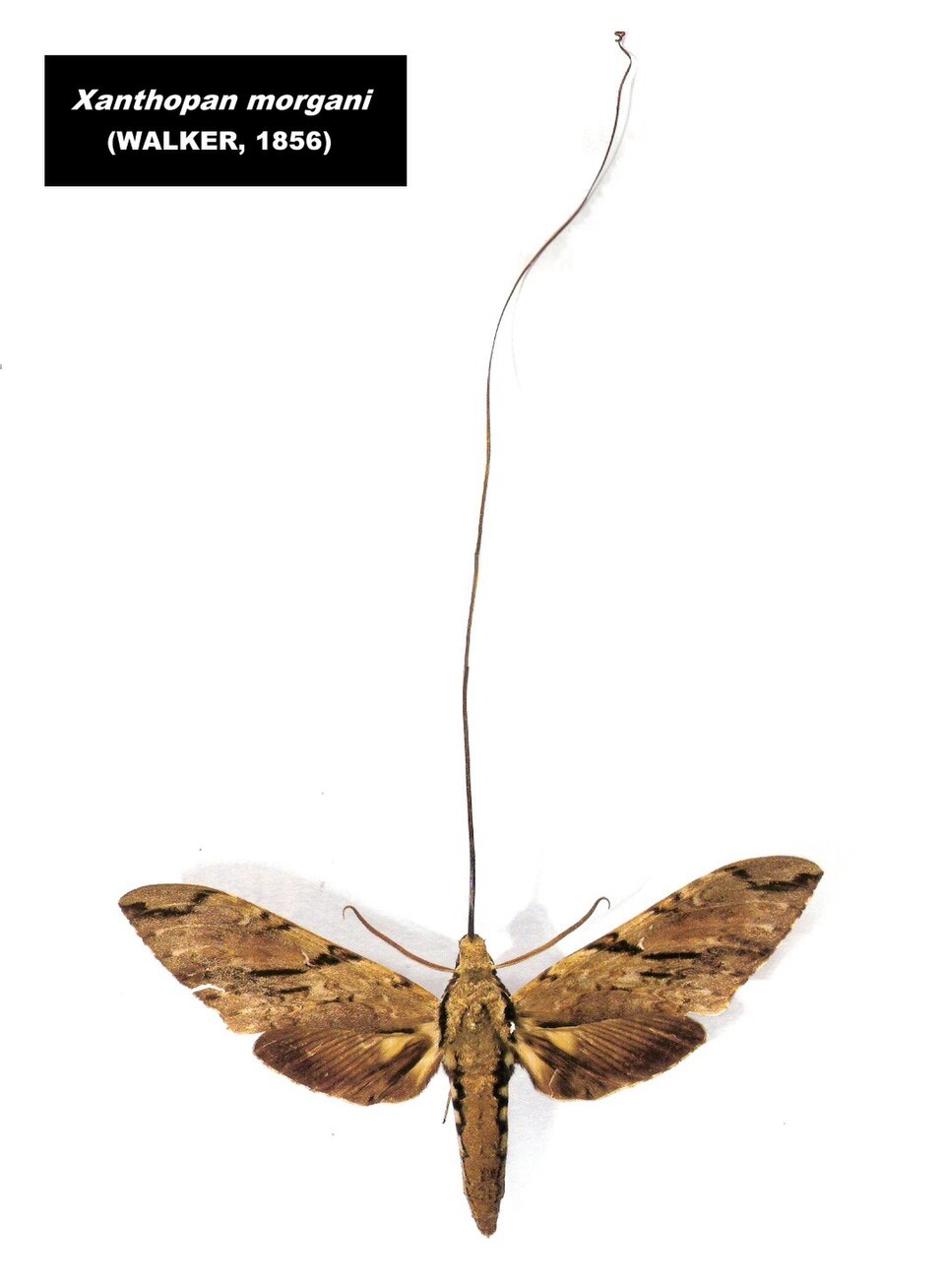 Photo of Morgan's sphinx moth