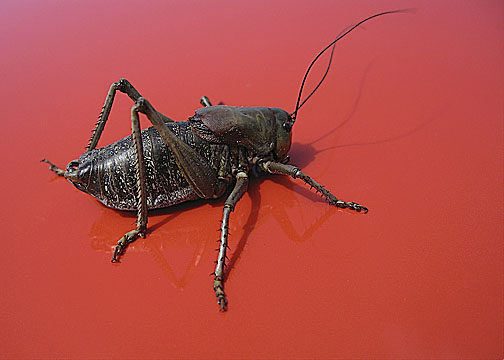 Photo of Mormon cricket
