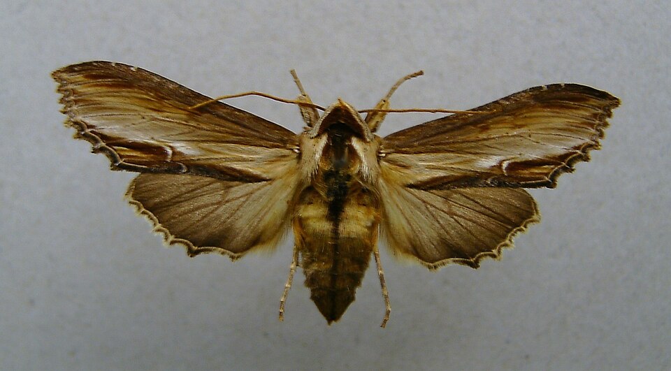 Photo of Mullein moth
