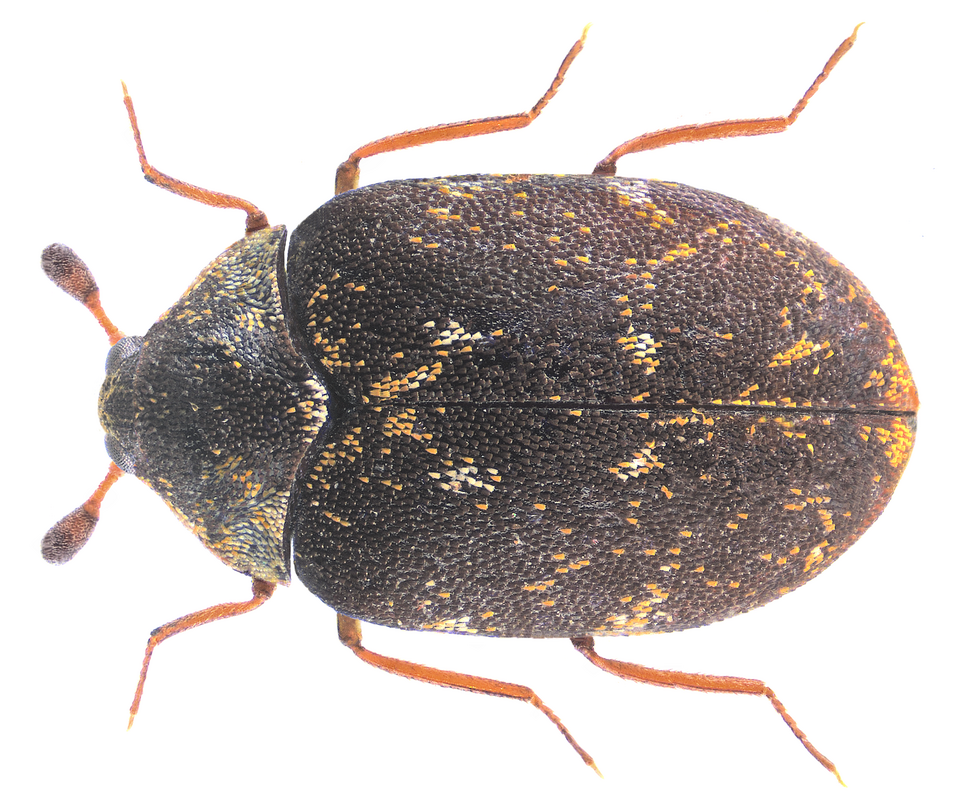 Photo of Museum beetle