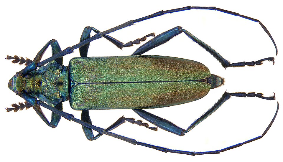 Photo of Musk beetle