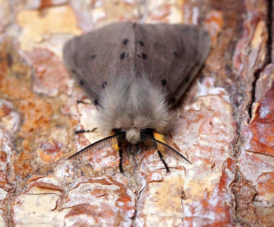 Photo of Muslin moth
