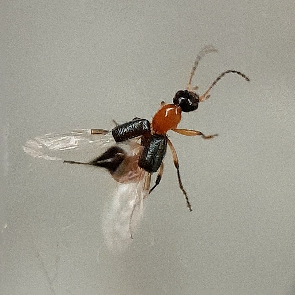 Photo of Nairobi fly
