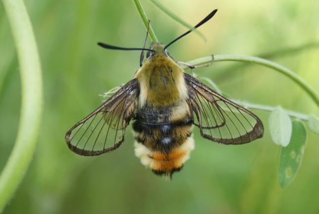 Photo of Narrow-bordered bee hawk-moth