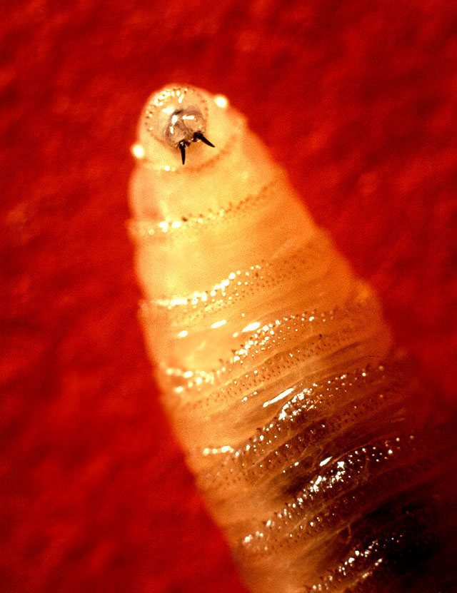 Photo of New World screwworm fly