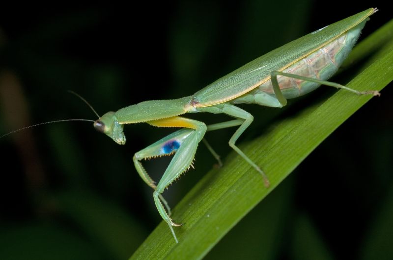 Photo of New Zealand mantis