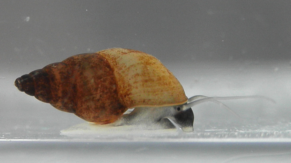 Photo of New Zealand mud snail