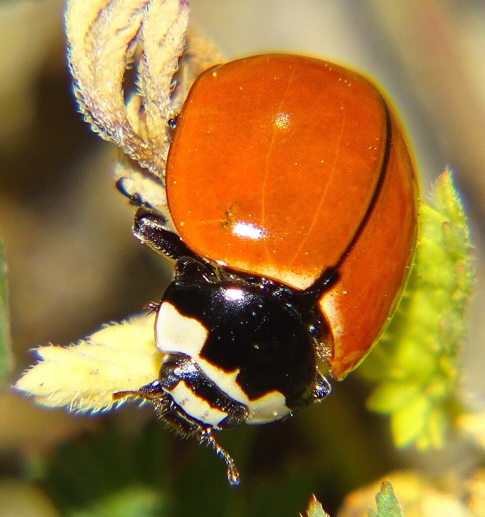 Photo of Nine-spotted ladybird
