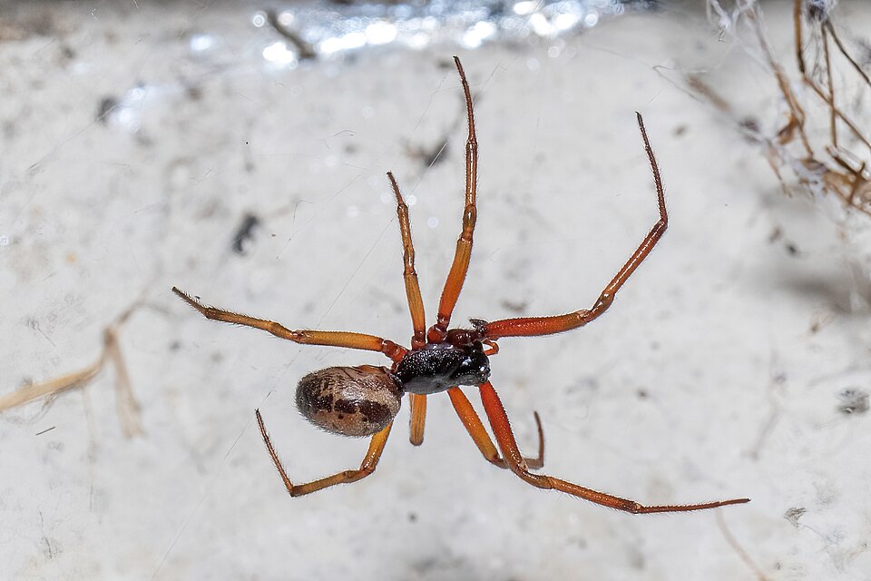 Photo of Noble false widow