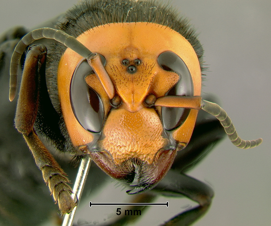 Photo of Northern giant hornet