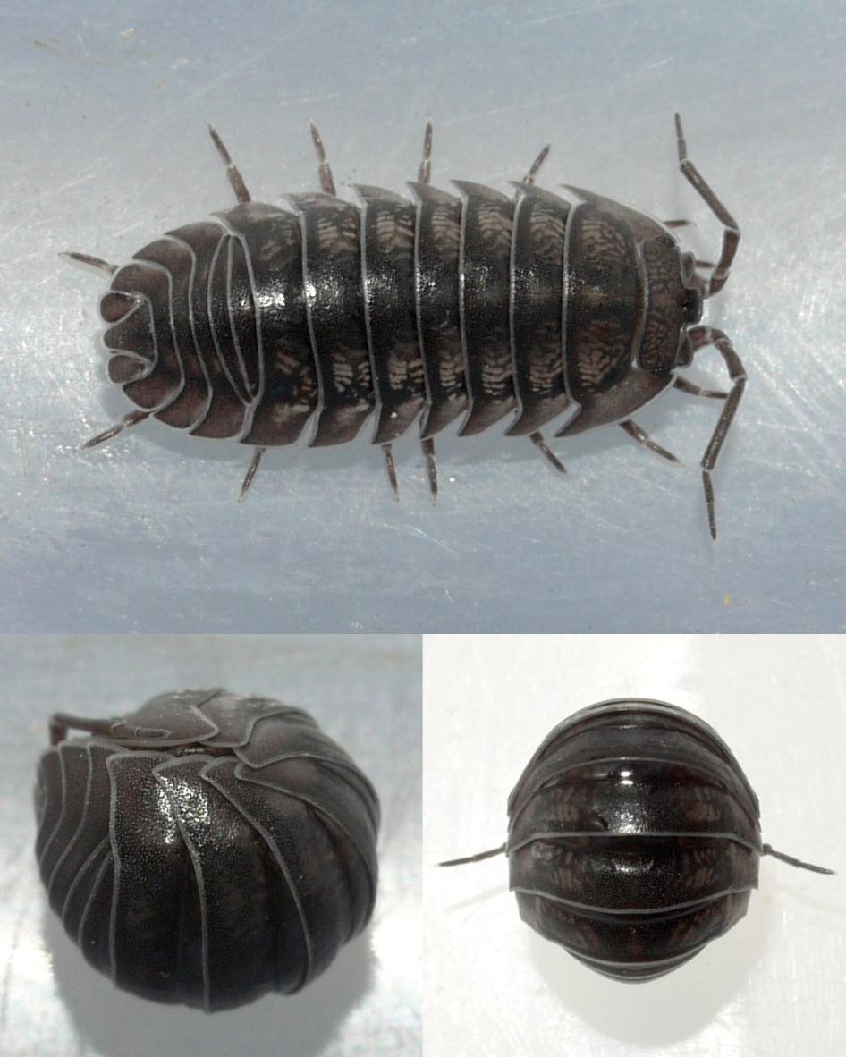 Photo of Nosy pill woodlouse