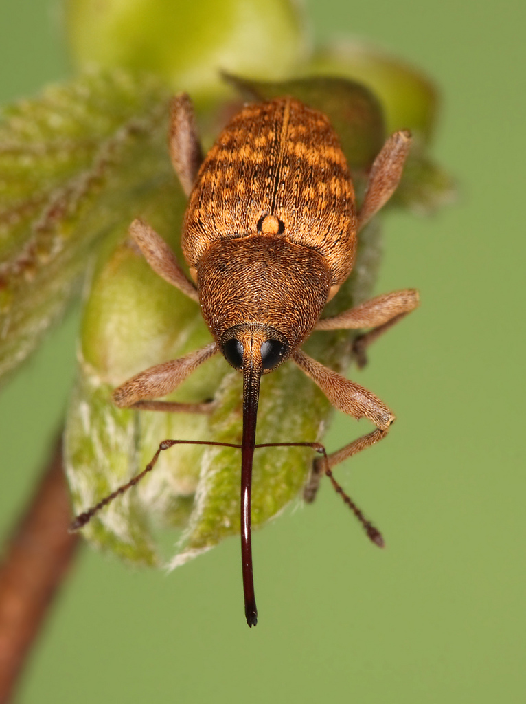 Photo of Nut weevil