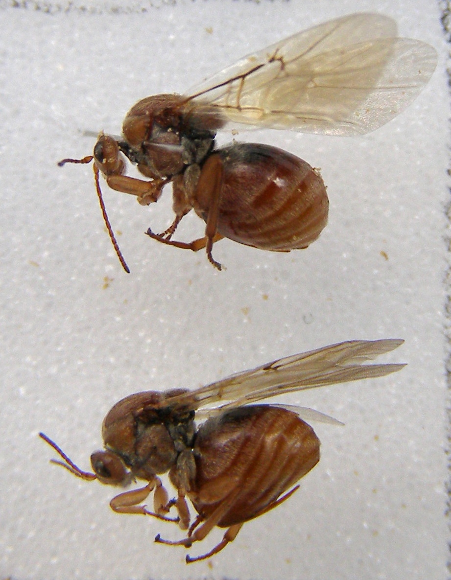 Photo of Oak marble gall wasp