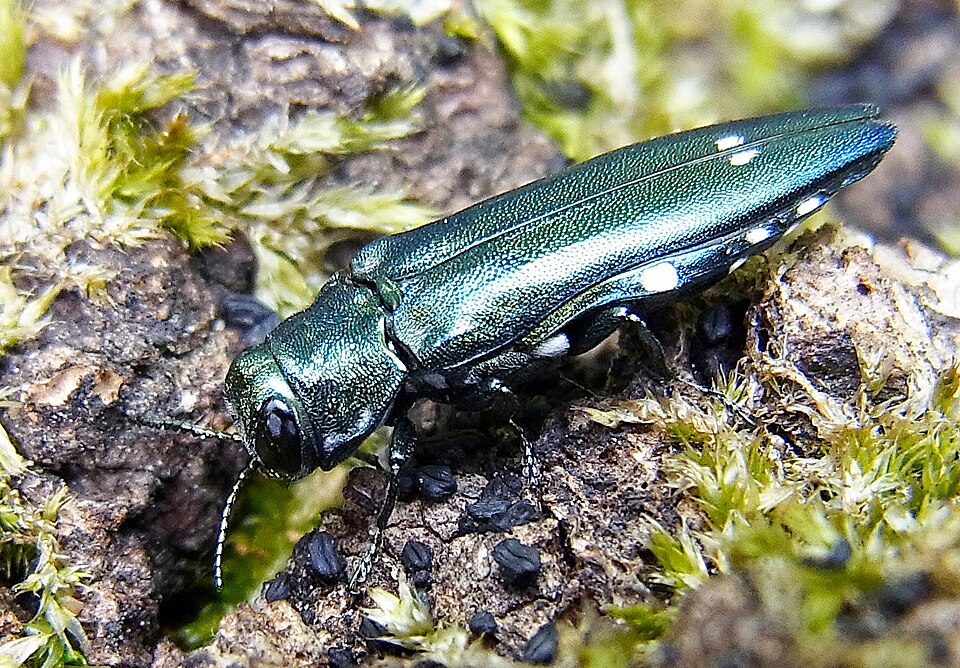 Photo of Oak splendour beetle
