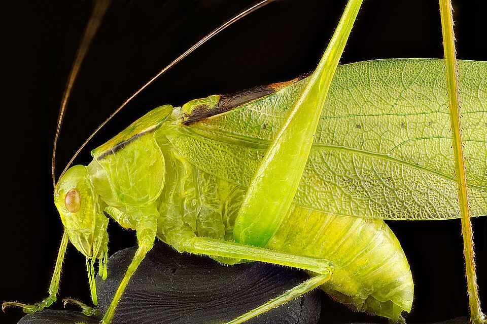 Photo of Oblong-winged katydid