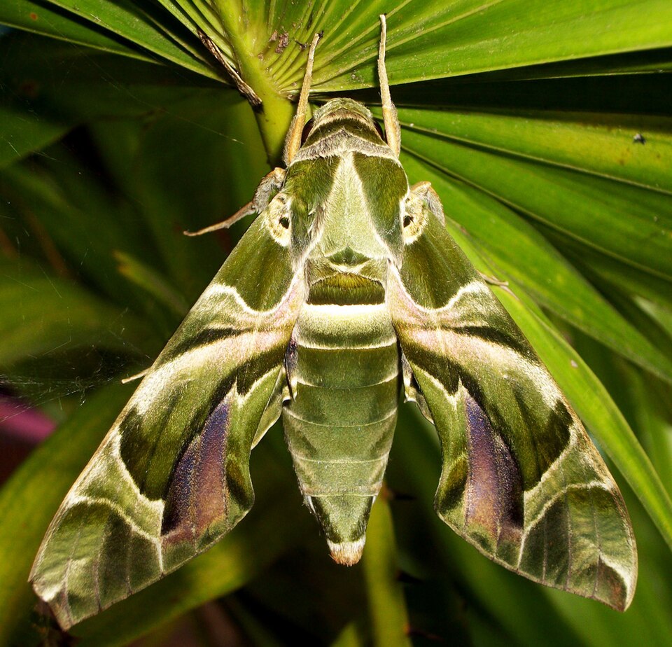 Photo of Oleander hawk-moth