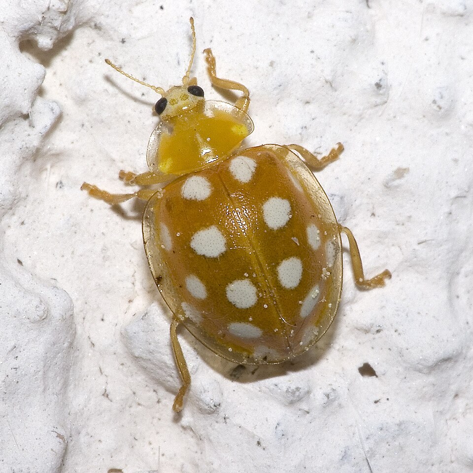 Photo of Orange ladybird