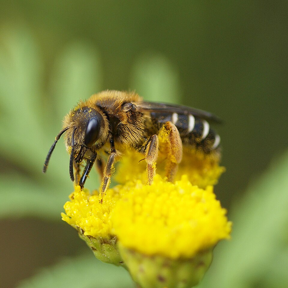 Photo of Orange-legged furrow bee