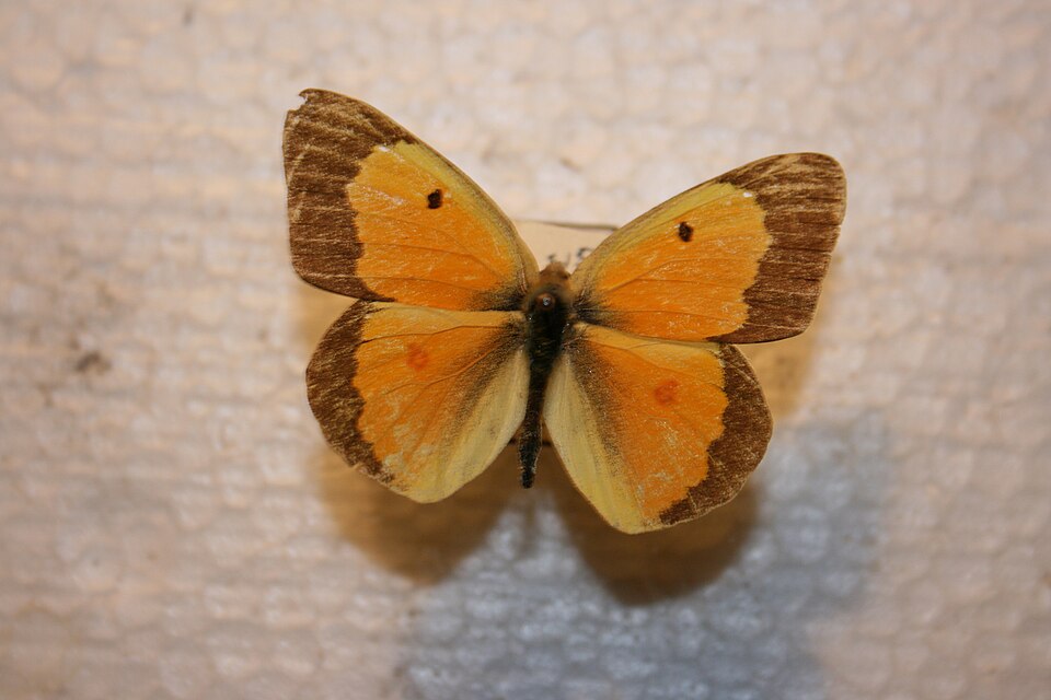 Photo of Orange sulphur