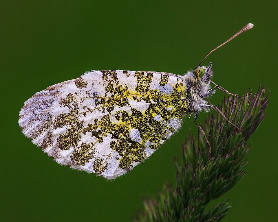 Photo of Orange-tip