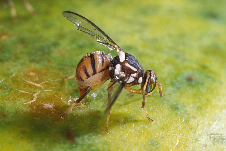 Photo of Oriental fruit fly