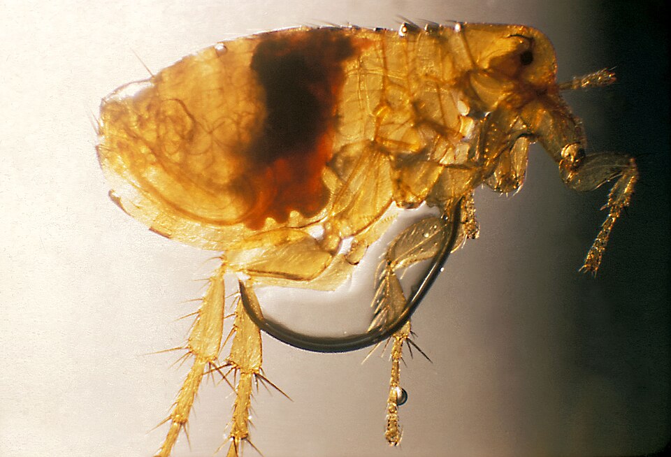 Photo of Oriental rat flea