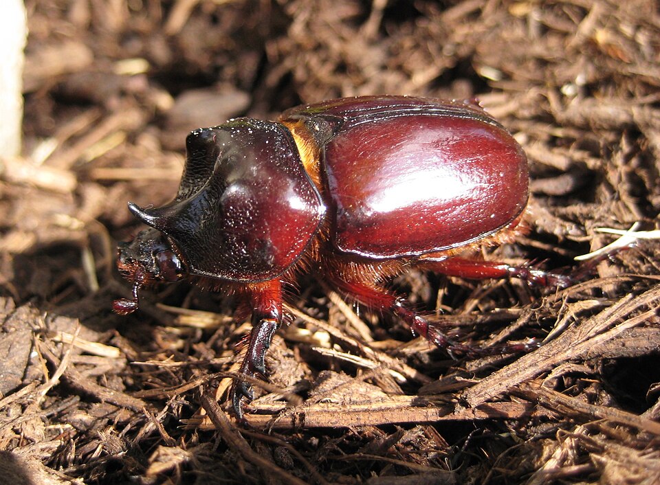 Photo of Ox beetle