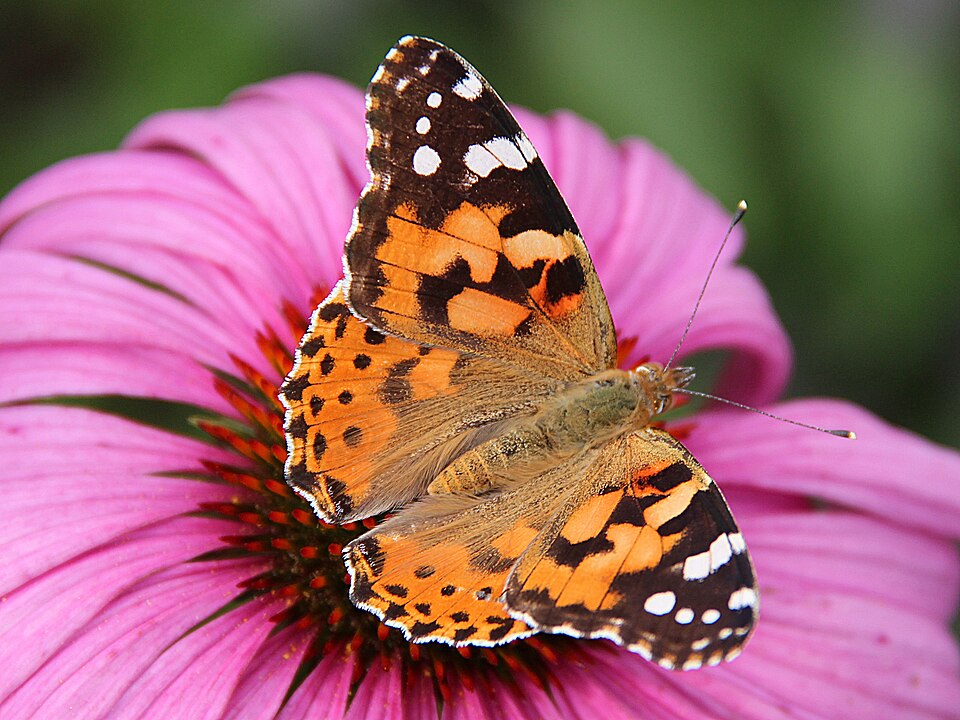 Photo of Painted lady