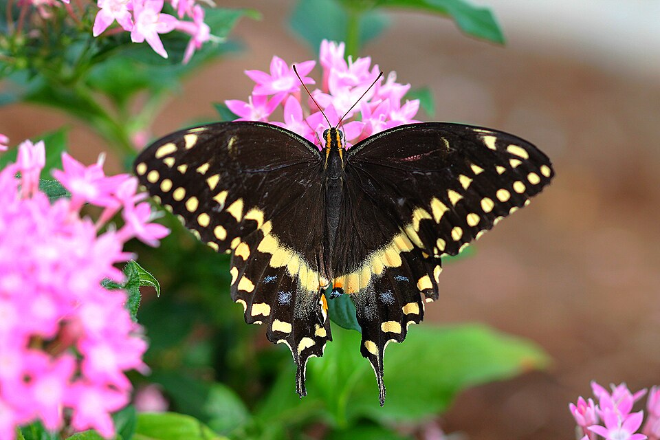 Photo of Palamedes swallowtail