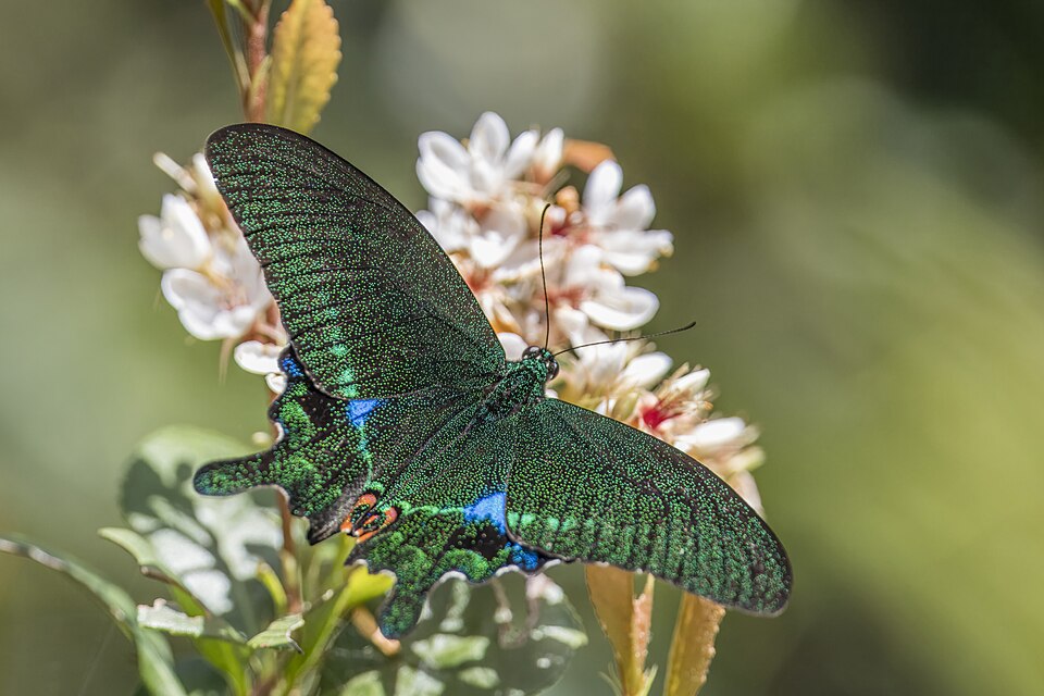 Photo of Paris peacock