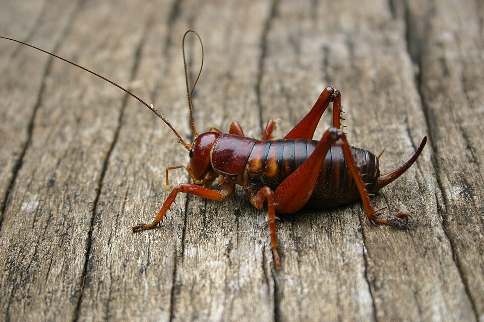 Photo of Parktown prawn