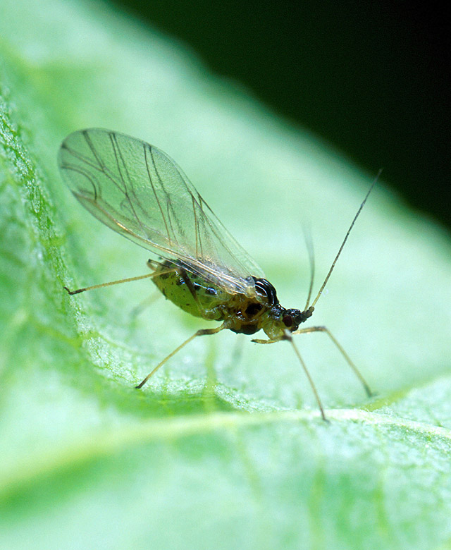 Photo of Peach-potato aphid