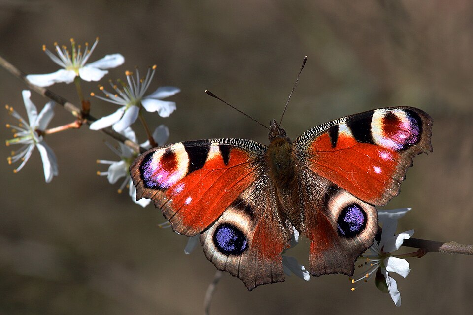 Photo of Peacock butterfly