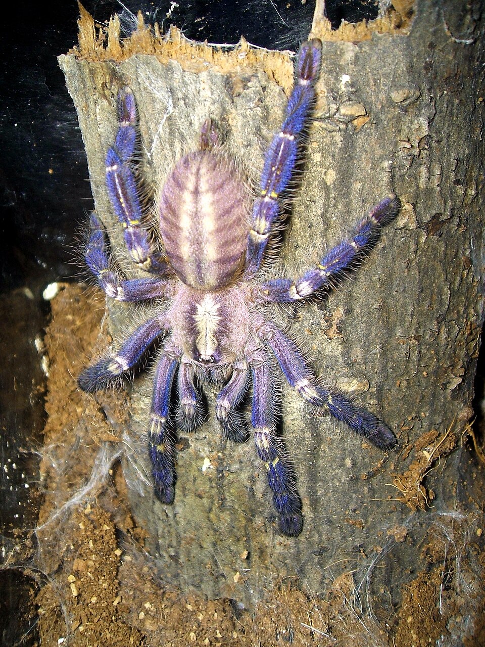 Photo of Peacock tarantula