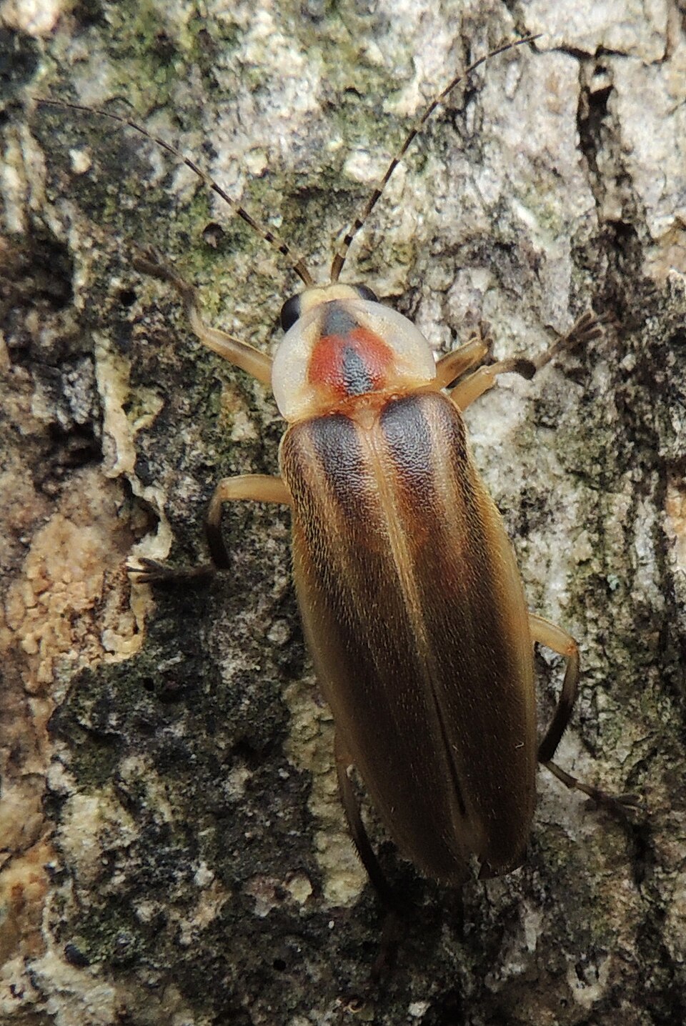 Photo of Pennsylvania firefly