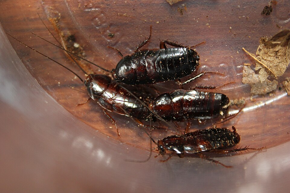 Photo of Pennsylvania wood cockroach