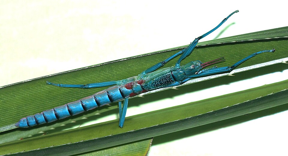 Photo of Peppermint stick insect