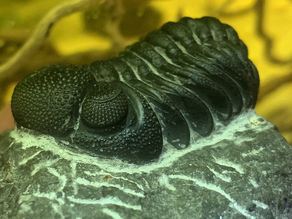 Photo of Phacops