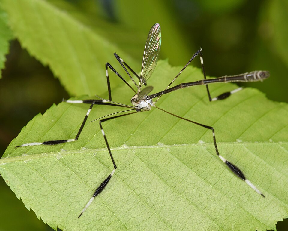 Photo of Phantom crane fly