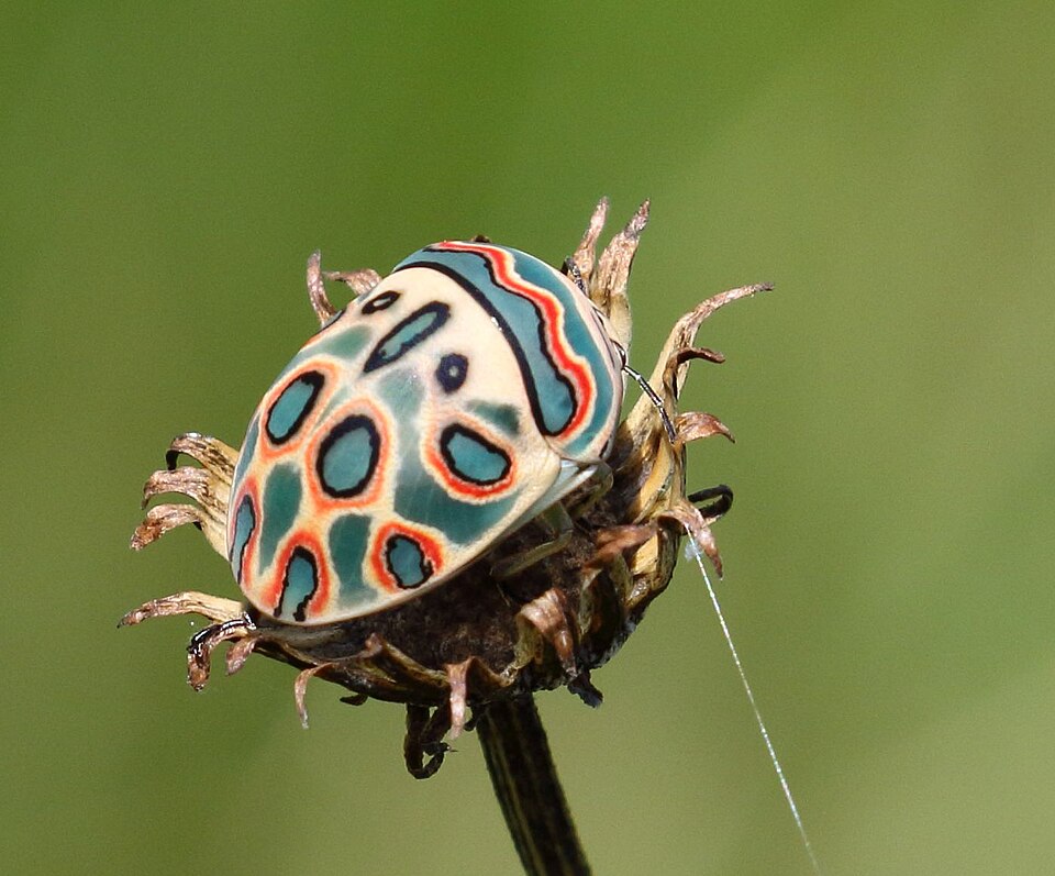Photo of Picasso bug