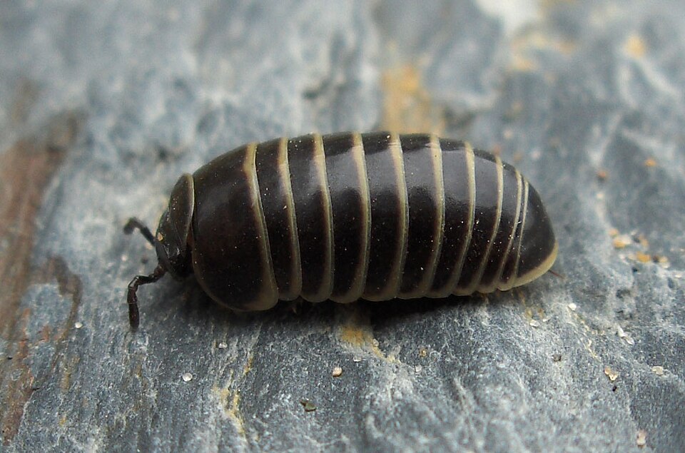 Photo of Pill millipede