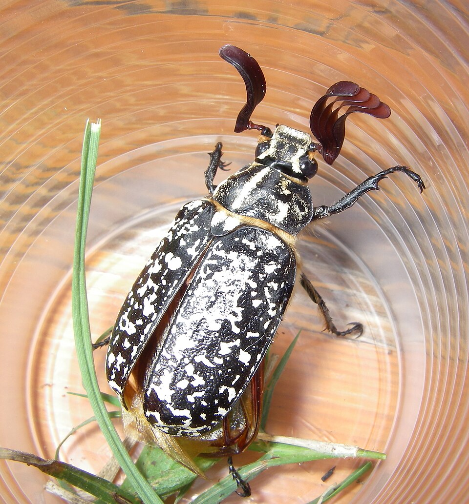 Photo of Pine chafer
