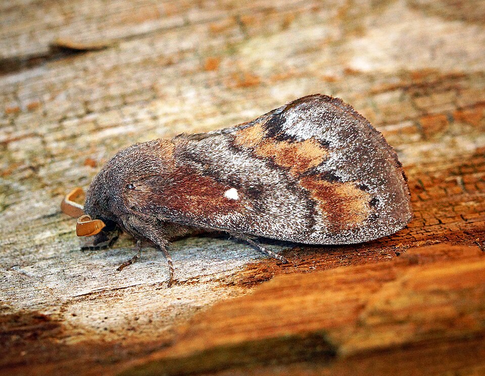 Photo of Pine-tree lappet