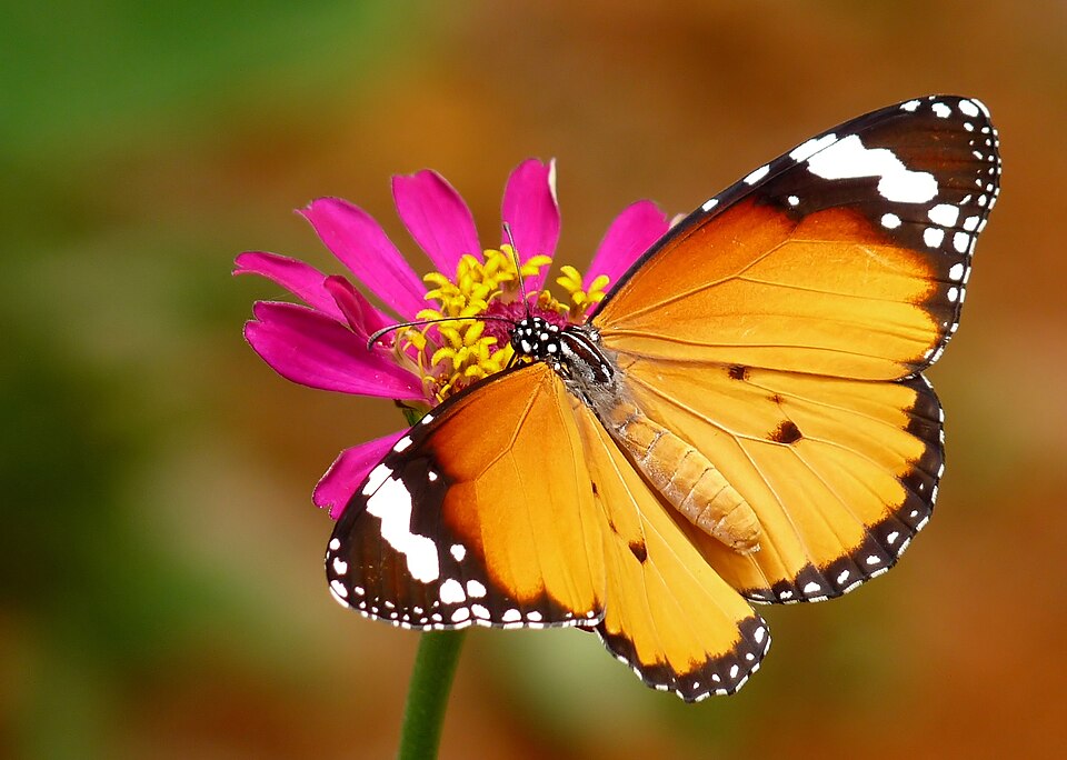 Photo of Plain tiger